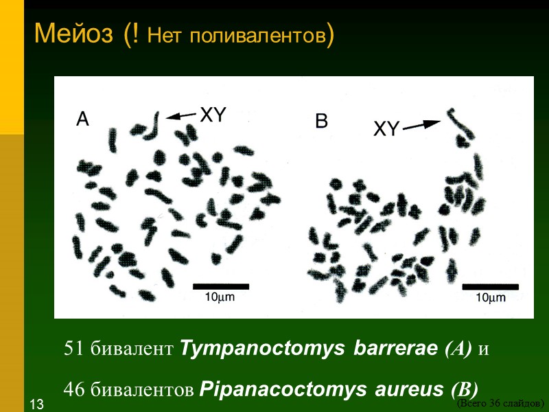 Мейоз (! Нет поливалентов)  51 бивалент Tympanoctomys barrerae (A) и   46